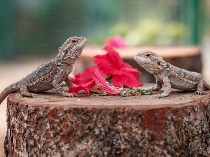Bearded dragons on a stump with red hibiscus at Manas Resort petting zoo