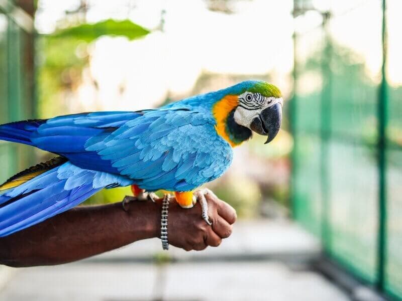 Colorful birds at the walk-in aviary at Manas Resort petting zoo, Igatpuri
