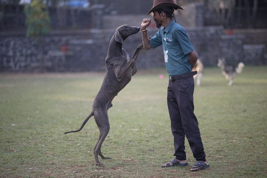 Dog Park - Interactive training sessions