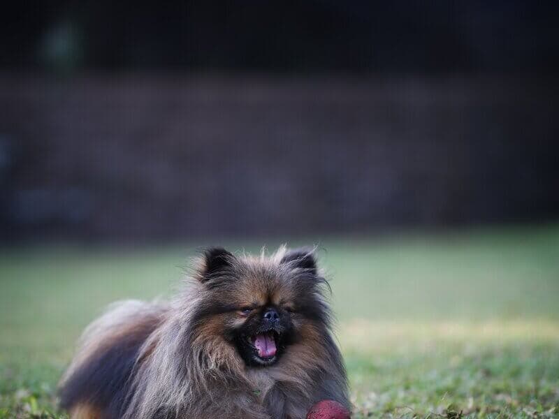 Dog Park - Playful Pomeranian with ball