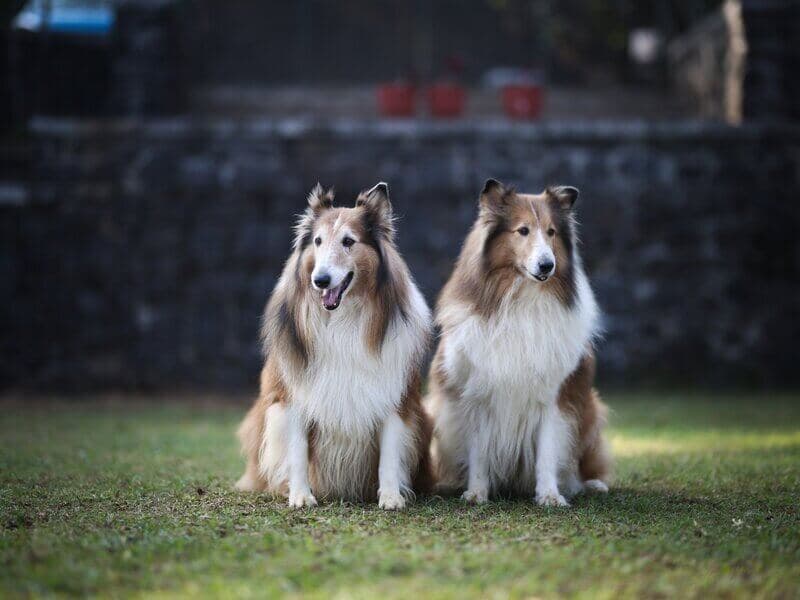 Dog Park - Beautiful Rough Collies
