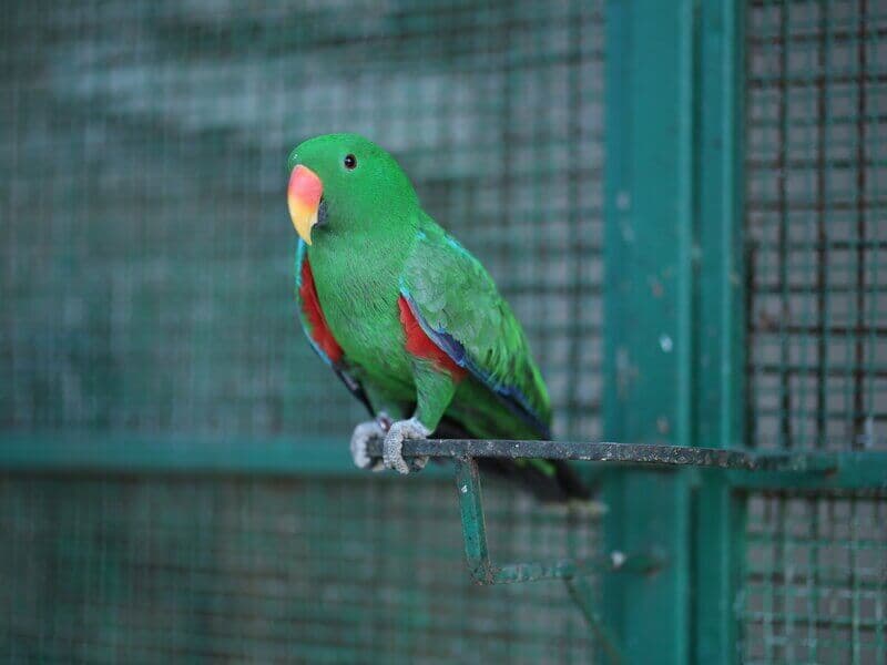 Green parrot perched in aviary at Manas Resort petting zoo, Igatpuri