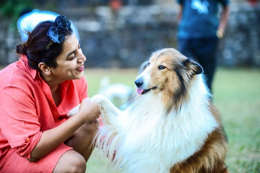 Petting Zoo - Dog training and tricks