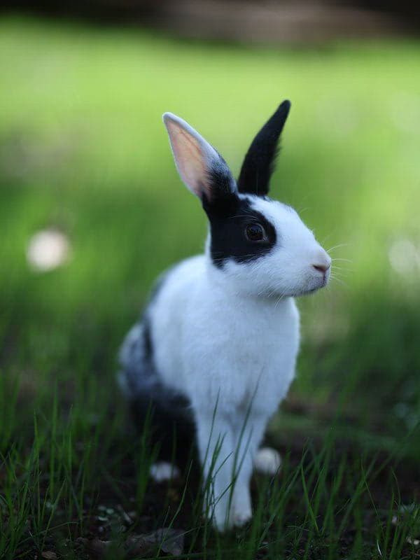 Black and white rabbit on grass at Manas Resort petting zoo, Igatpuri