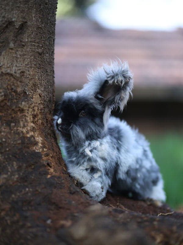 Fluffy grey rabbit by tree roots at Manas Resort petting zoo, Igatpuri