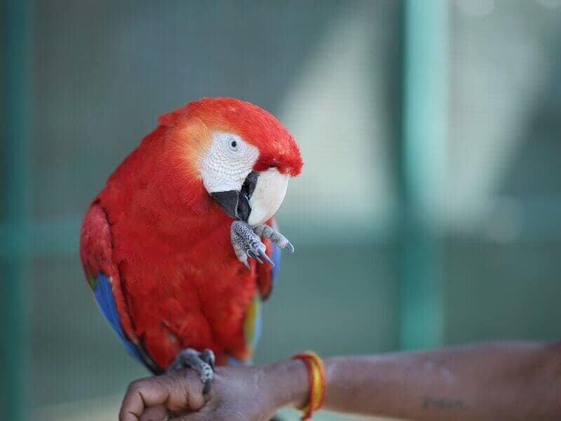 Scarlet macaw perched on a visitor's arm at Manas Resort petting zoo, Igatpuri