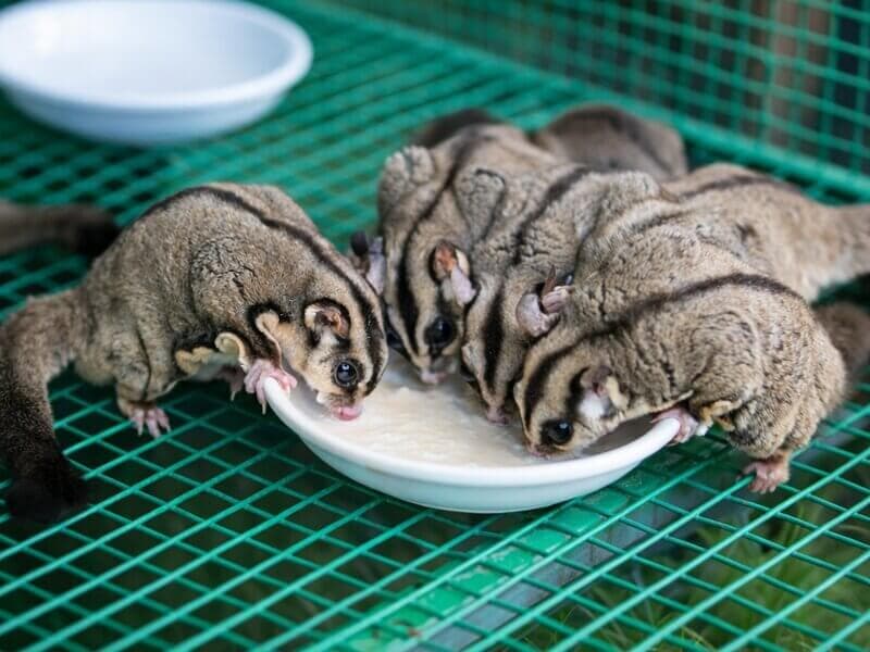 Sugar gliders feeding from a dish in their cage at Manas Resort petting zoo