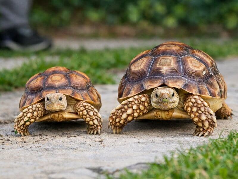 Pair of tortoises walking on a path at Manas Resort petting zoo, Igatpuri