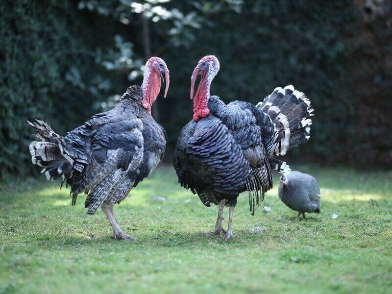 Pair of turkeys on grass at Manas Resort petting zoo, Igatpuri